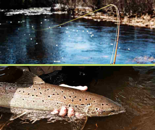 Atlantic salmon about to be released